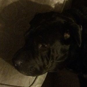 Meet your Posher, Lillianna